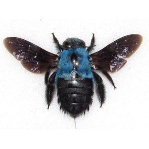 XYLOCOPA CAERULEA